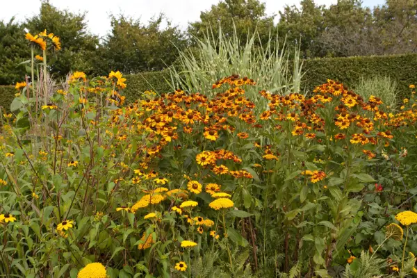 Yellow-themed border