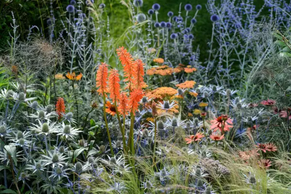 Orange and blue-themed border
