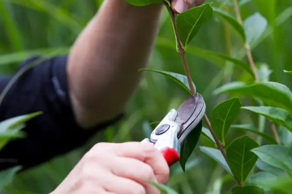 Pruning a large-leaved hedge with secateurs