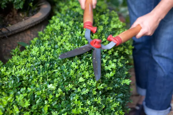 Pruning a box hedge with shears