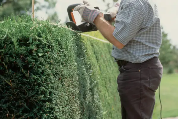 Pruning a conifer hedge with hedge-trimmers, to a line marked by taut string