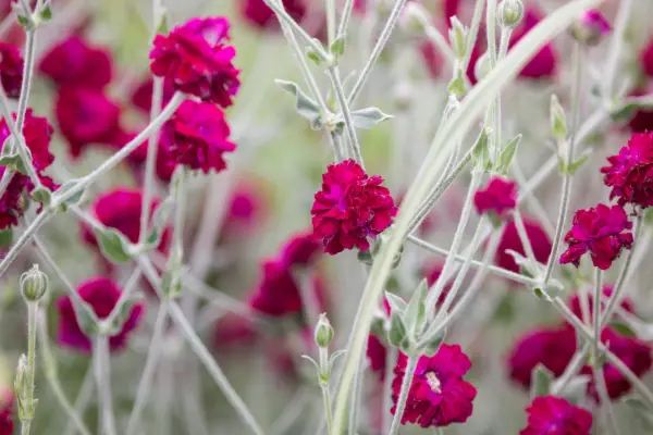 Lychnis coronaria