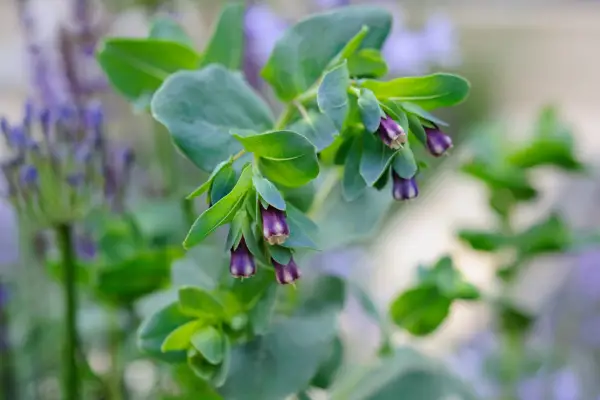 Cerinthe major 