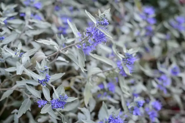 Caryopteris x clandonensis 