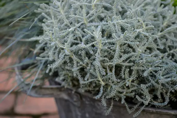 Santolina chamaecyparissus