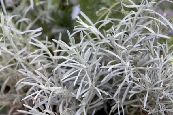 Helichrysum italicum