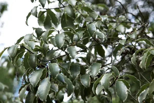Pittosporum tenuifolium 