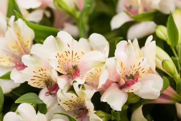Alstroemeria 'Magic'