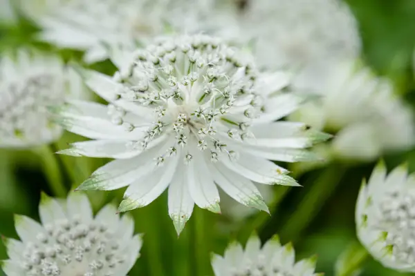 Astrantia Major 'Snow Star'