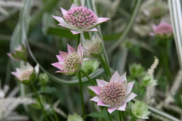 Astrantia Maxima
