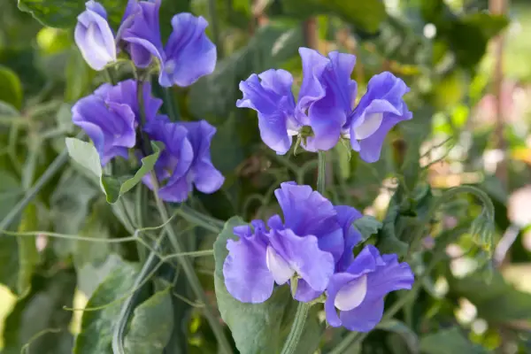 Los mejores guisantes dulces para flores cortadas