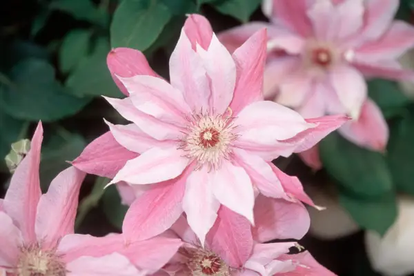 Clematis 'Joyería de amor'