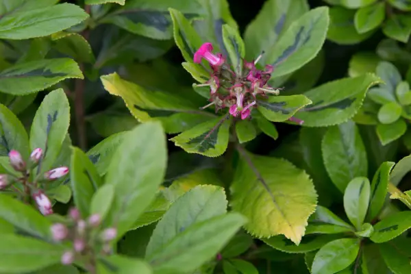 Escallonia laevis 'Gold Ellen'