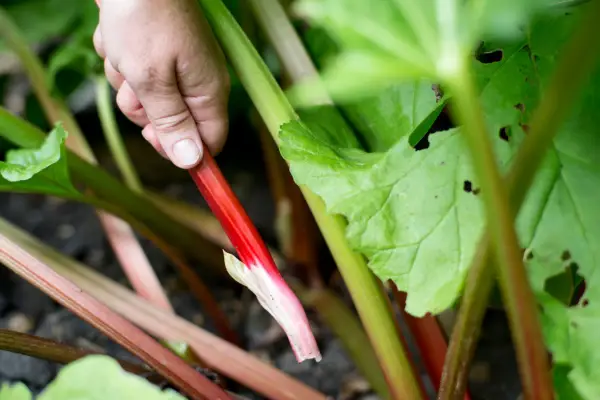 Fem afgrøder til høst i maj