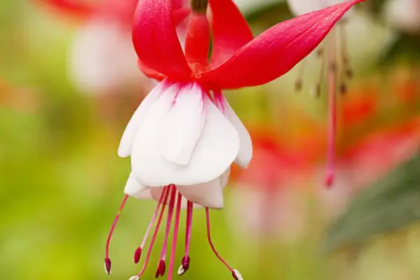 자홍색의 번영 '