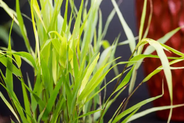 Hakonechloa Macra 'Greenhills'