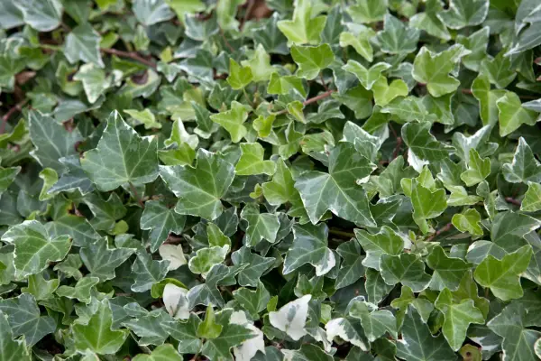 Hedera Helix 'Glacier'