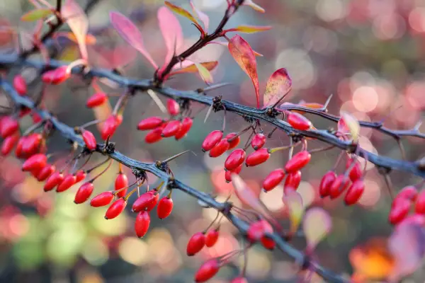 Berberis berries