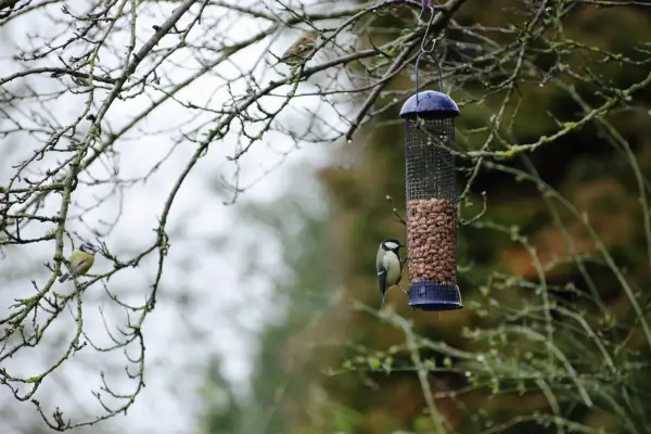 Bird feeder in a tree