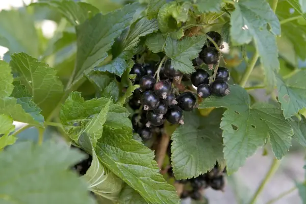 Blackcurrant fruits