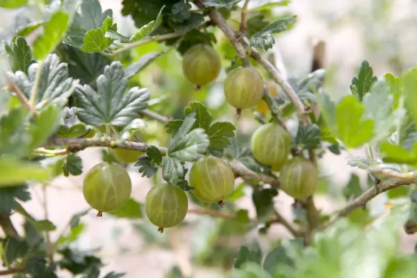 Ripe gooseberries