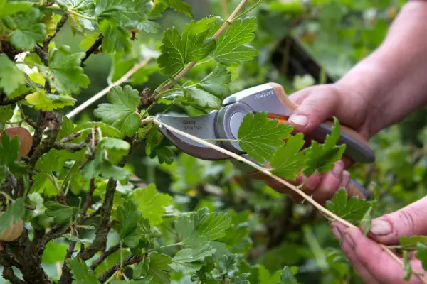 Pruning a gooseberry bush