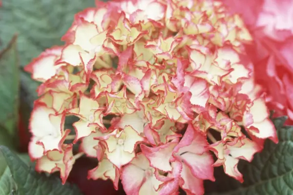 הידראנגאה 'סלמה'