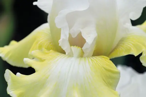 Iris 'smilende ansigter'