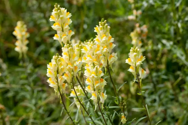 Linaria vulgaris