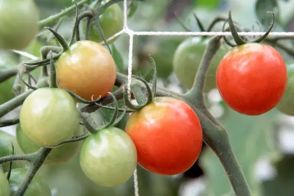 Lycopersicon esculentum „cireș roz”