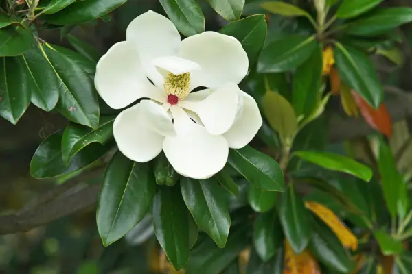 Bull bay, Magnolia grandiflora