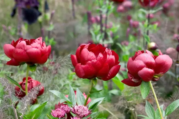 Paeonia 'Buckeye Belle'