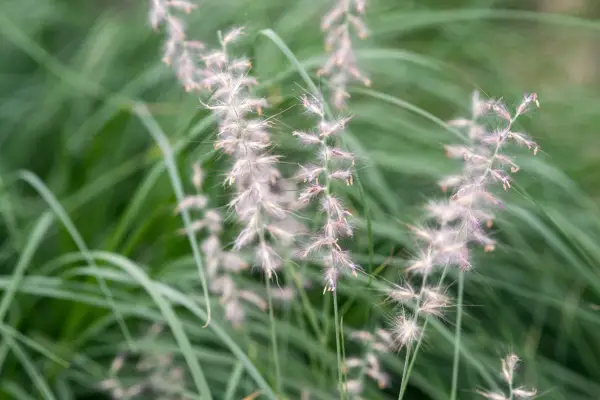 Pennisetum Orientale