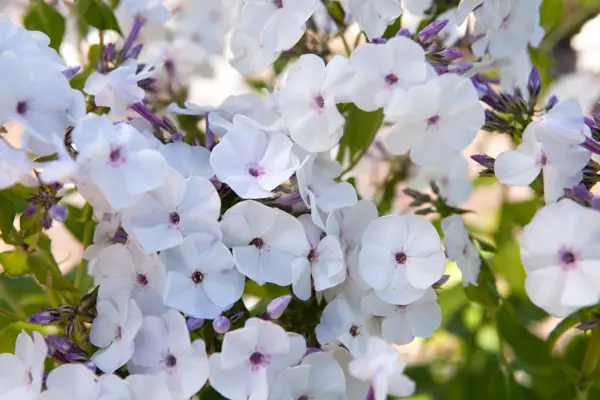 Phlox paniculata 'hielo azul'