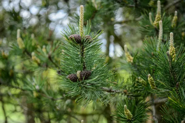 Dwarf mountain pine, Pinus mugo