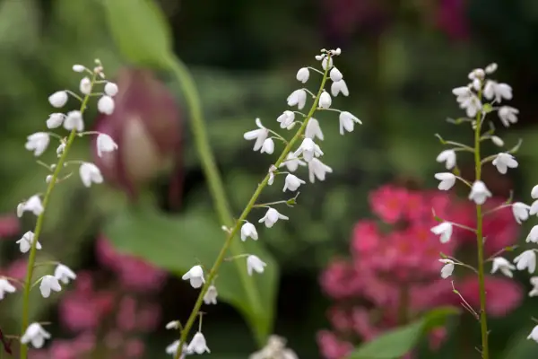 Pteridophyllum racemosum