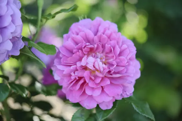 Rosa „Prințesa Anne”