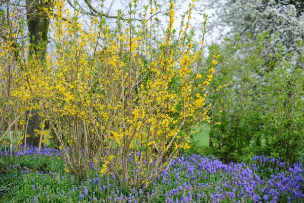 Brilliant yellow forsythia with contrasting bluebells beneath