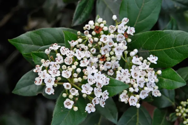 White viburnum flowers