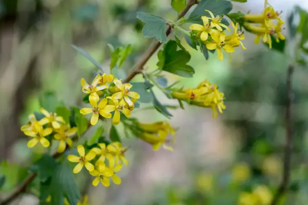 Yellow flowers of golden currant