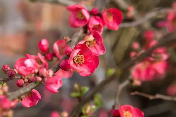 Buske, der ser godt ud i marts
