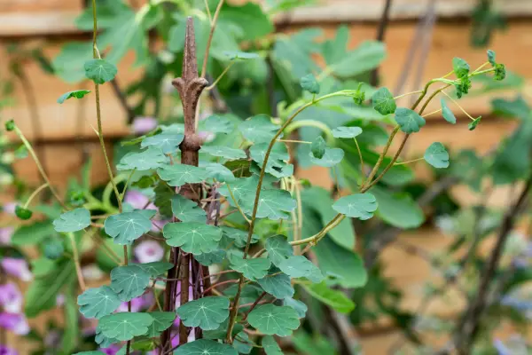 Tropaeolum Tuberosum