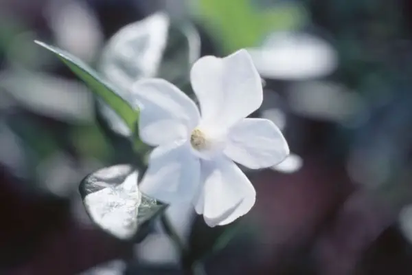 Vinca mineur f. Alba 'Gertrude Jekyll'