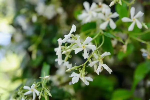 Trachelospermum jasminoides