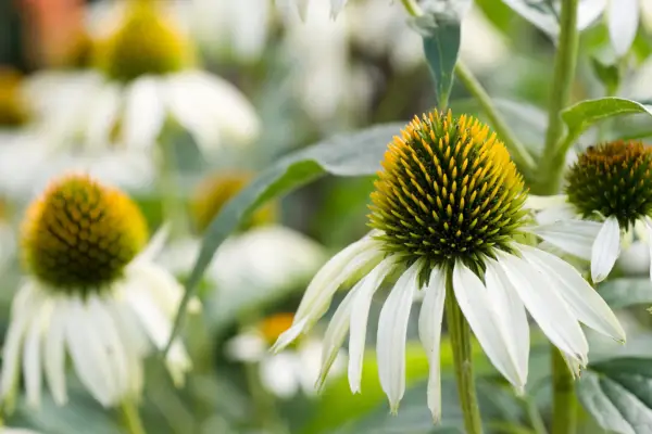 Echinacea 