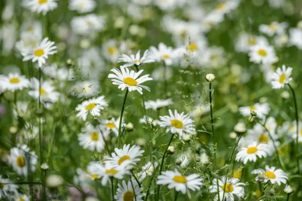 Leucanthemum vulgare