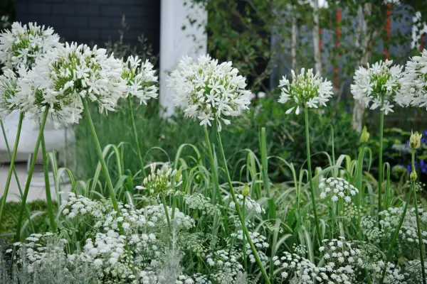 White agapanthus