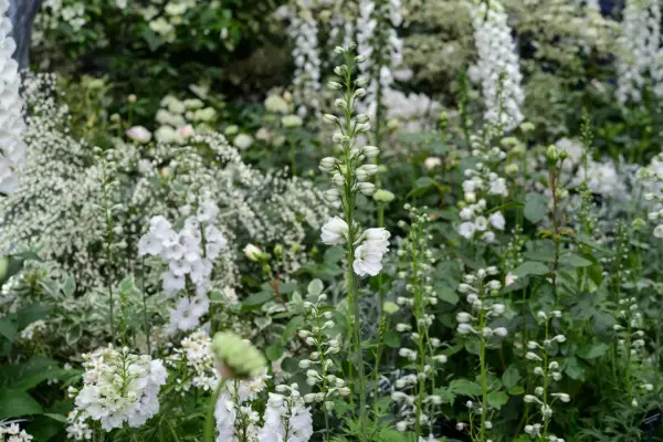 White alliums growing with cytisus and delphiniums