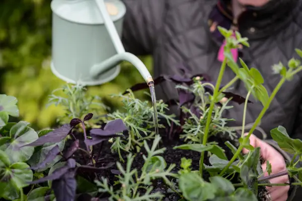 Watering a hanging basket