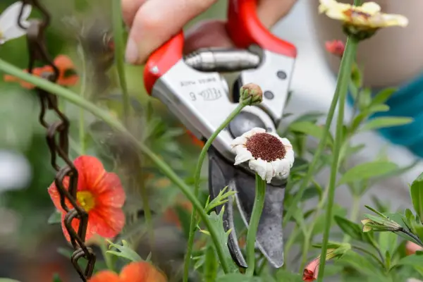 Deadheading finished flowers in a hanging basket